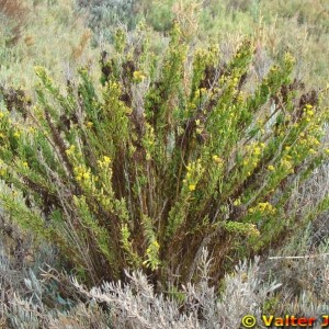 Inula crithmoides