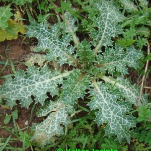 Silybum marianum