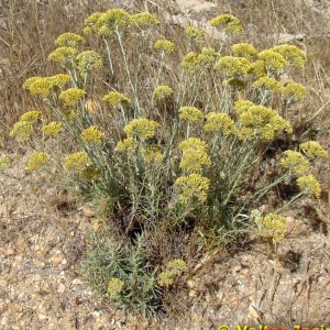 Helichrysum serotinum