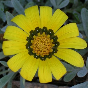 Gazania rigens