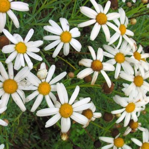 Leucanthemum vulgare