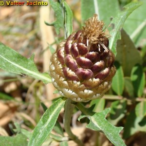 Rhaponticum coniferum