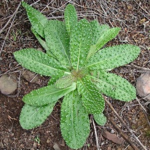 Helminthotheca comosa subsp. lusitanica