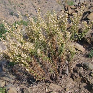 Dittrichia viscosa subsp. viscosa