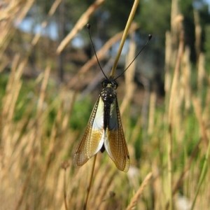 Libelloides baeticus