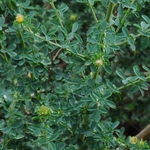 Adenocarpus lainzii