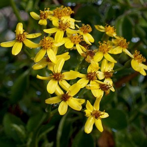 Senecio angulatus