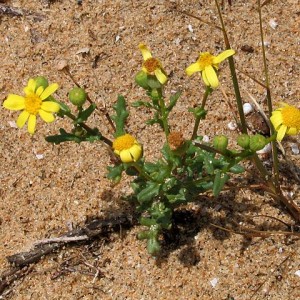 Senecio leucanthemifolius