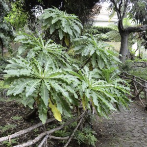 Sonchus fruticosus