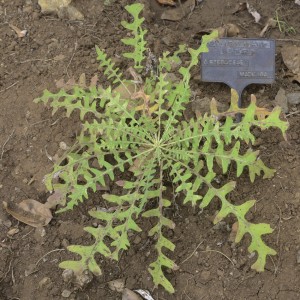 Sonchus pinnatus