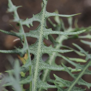 Sonchus ustulatus subsp. ustulatus