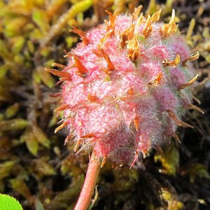 Trifolium physodes