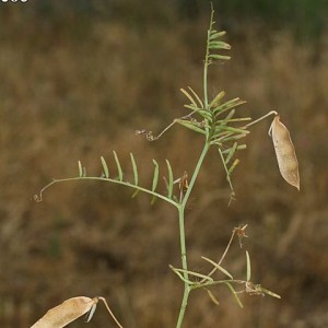 Vicia articulata