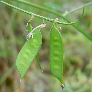 Vicia dasycarpa