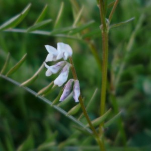 Vicia hirsuta