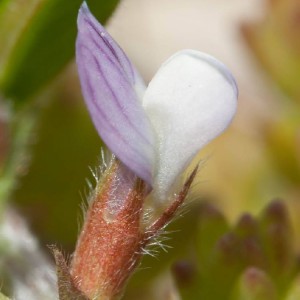 Vicia lathyroides