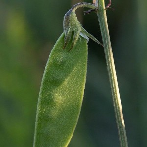 Vicia peregrina