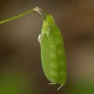 Vicia pubescens