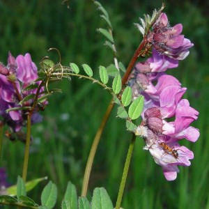 Vicia sepium