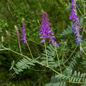 Vicia tenuifolia