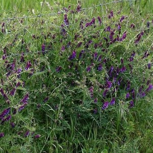 Vicia villosa