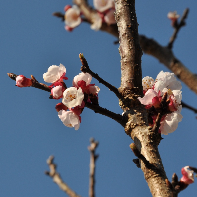 Prunus armeniaca - Wikipedia