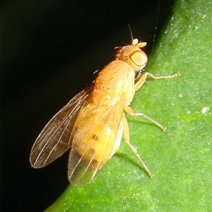 Sapromyza sexpunctata