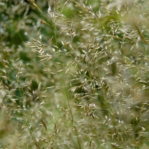 Agrostis gracililaxa