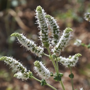 Mentha rotundifolia