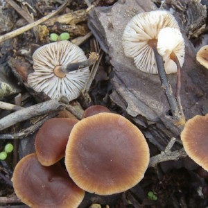 Micromphale brassicolens