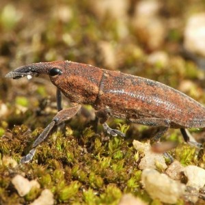 Lixus sanguineus