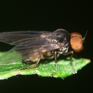 Protoclythia modesta