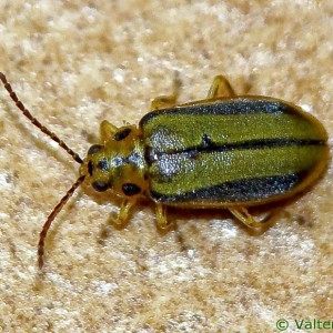 Xanthogaleruca luteola