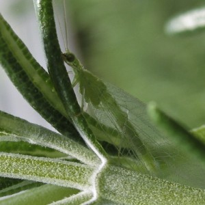 Chrysoperla pallida