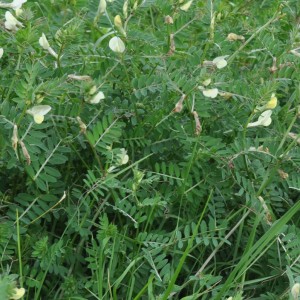 Vicia lutea subsp. lutea