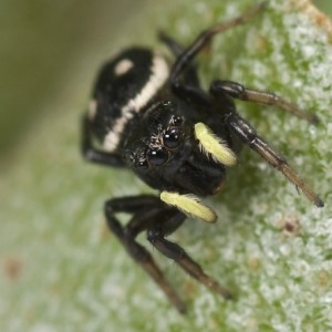 Heliophanus apiatus