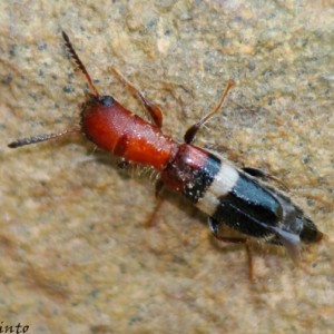 Denops albofasciatus