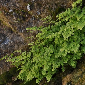 Planta no muro © Ian & Clare Smith