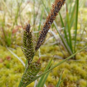 Carex nigra