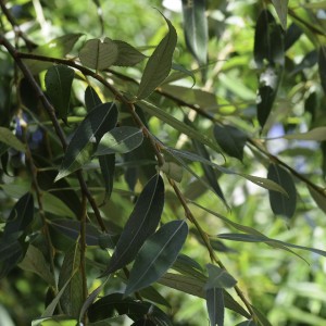Salix alba subsp. alba