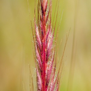 Vulpia ciliata