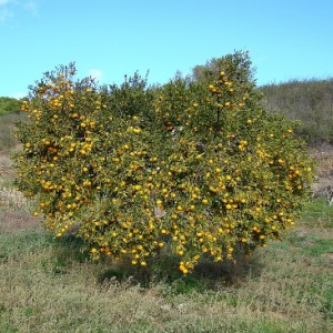 Citrus reticulata