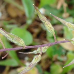 Sinapis alba subsp. alba