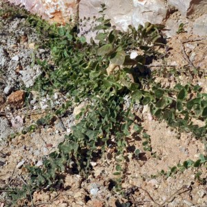 Kickxia spuria subsp. integrifolia
