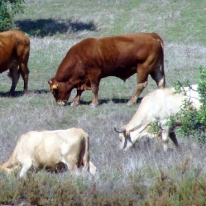 As vacas são herbívoras © Valter Jacinto