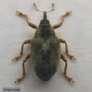 Drupenatus nasturtii