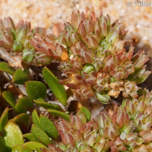 Polycarpon tetraphyllum subsp. diphyllum