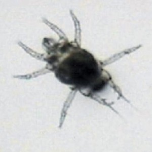Polyphagotarsonemus latus