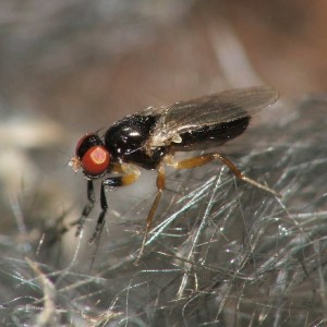 Protopiophila latipes