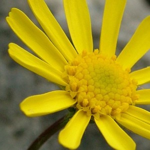 Senecio minutus